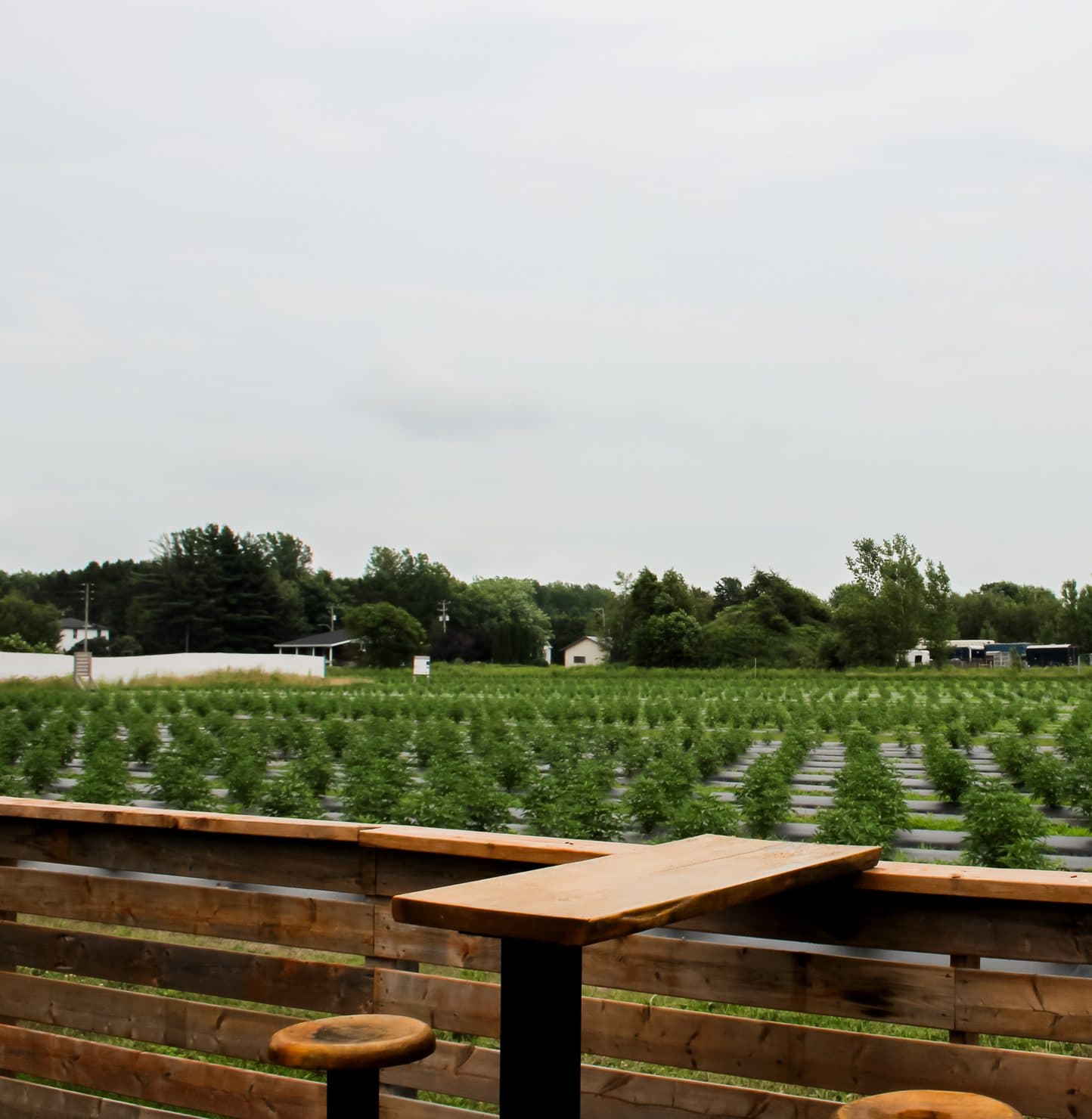 Wooden table and stools facing the farm’s hemp field