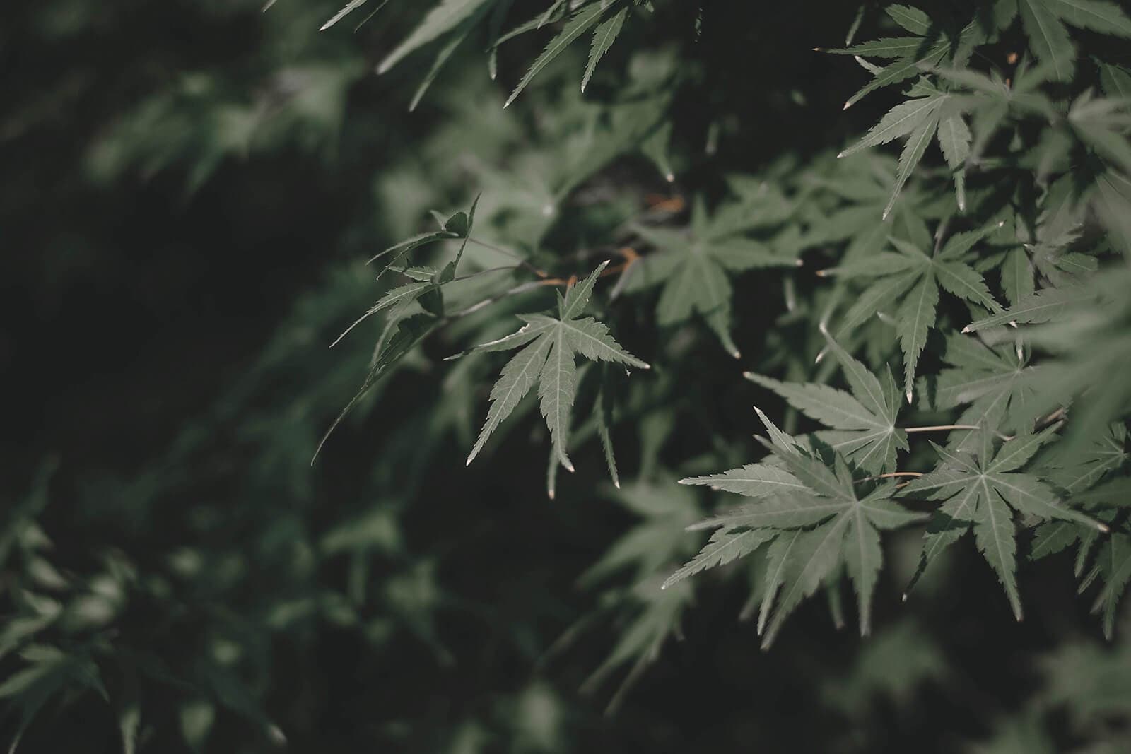 Du chanvre sans THC ?