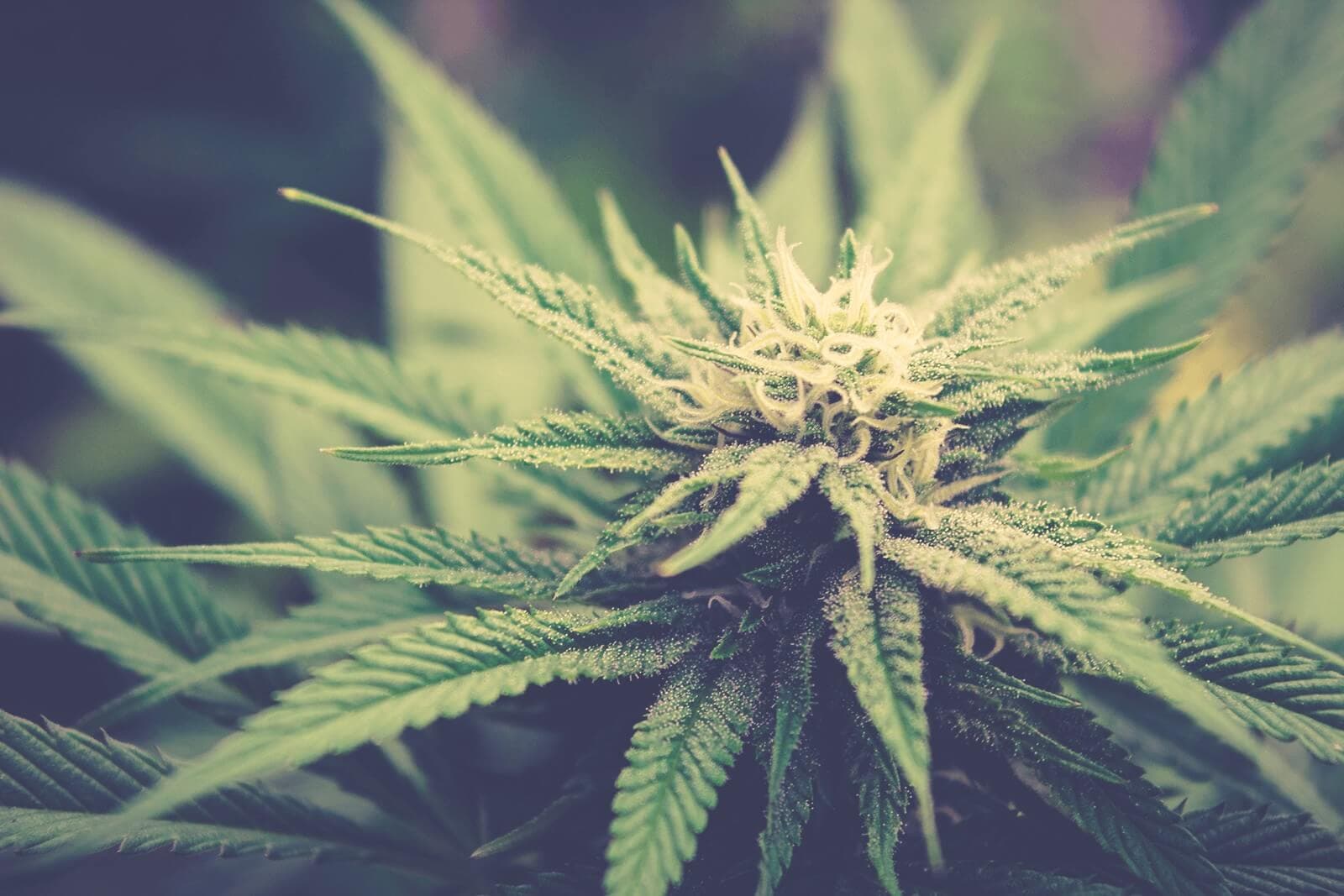 Le chanvre, un superaliment trippant… sans le THC!
