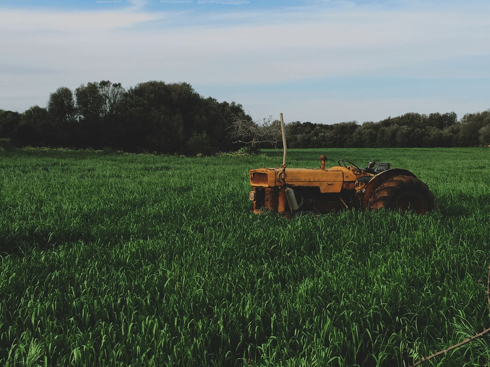 Le chanvre à la rescousse de l’environnement