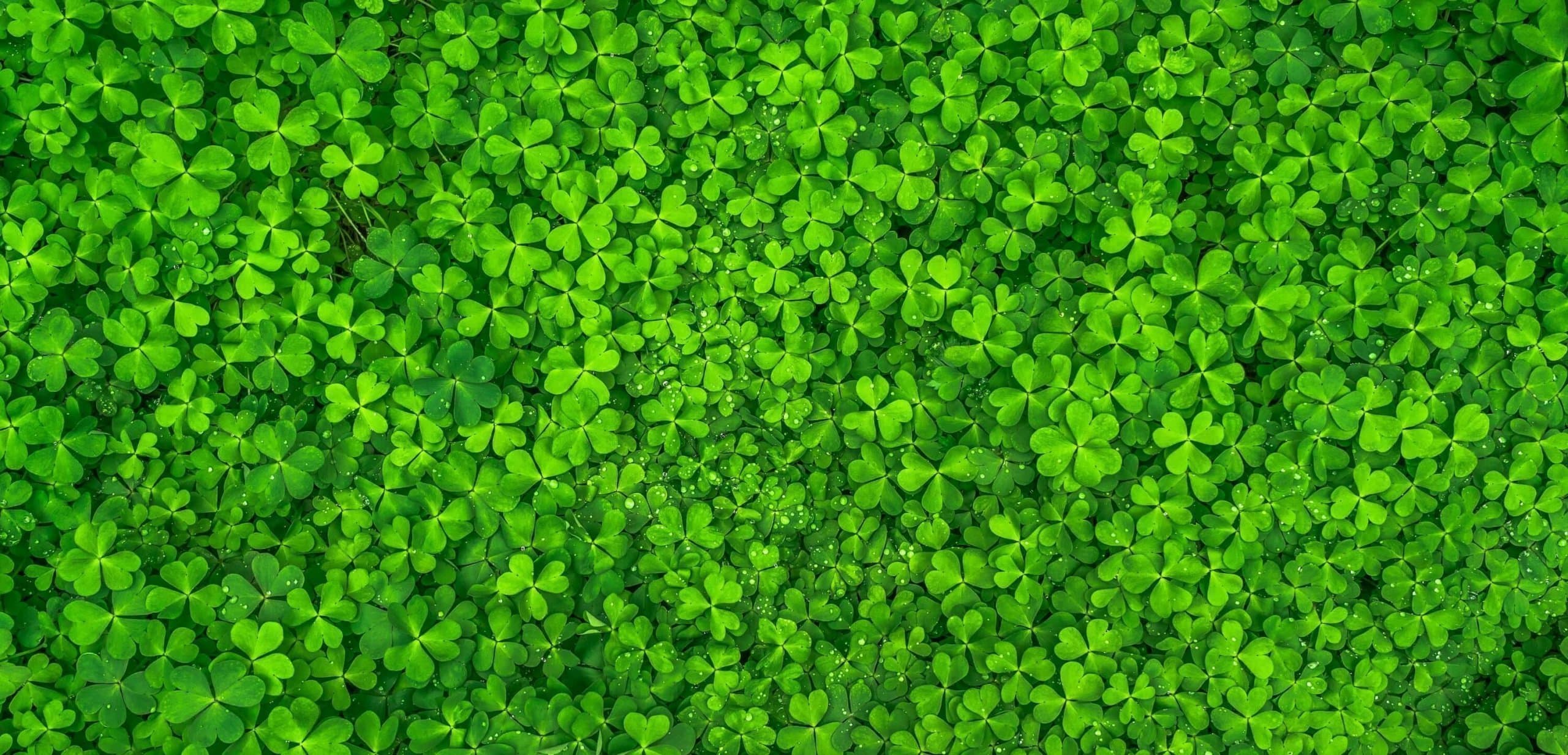L’Irlande emboîte le pas également!
