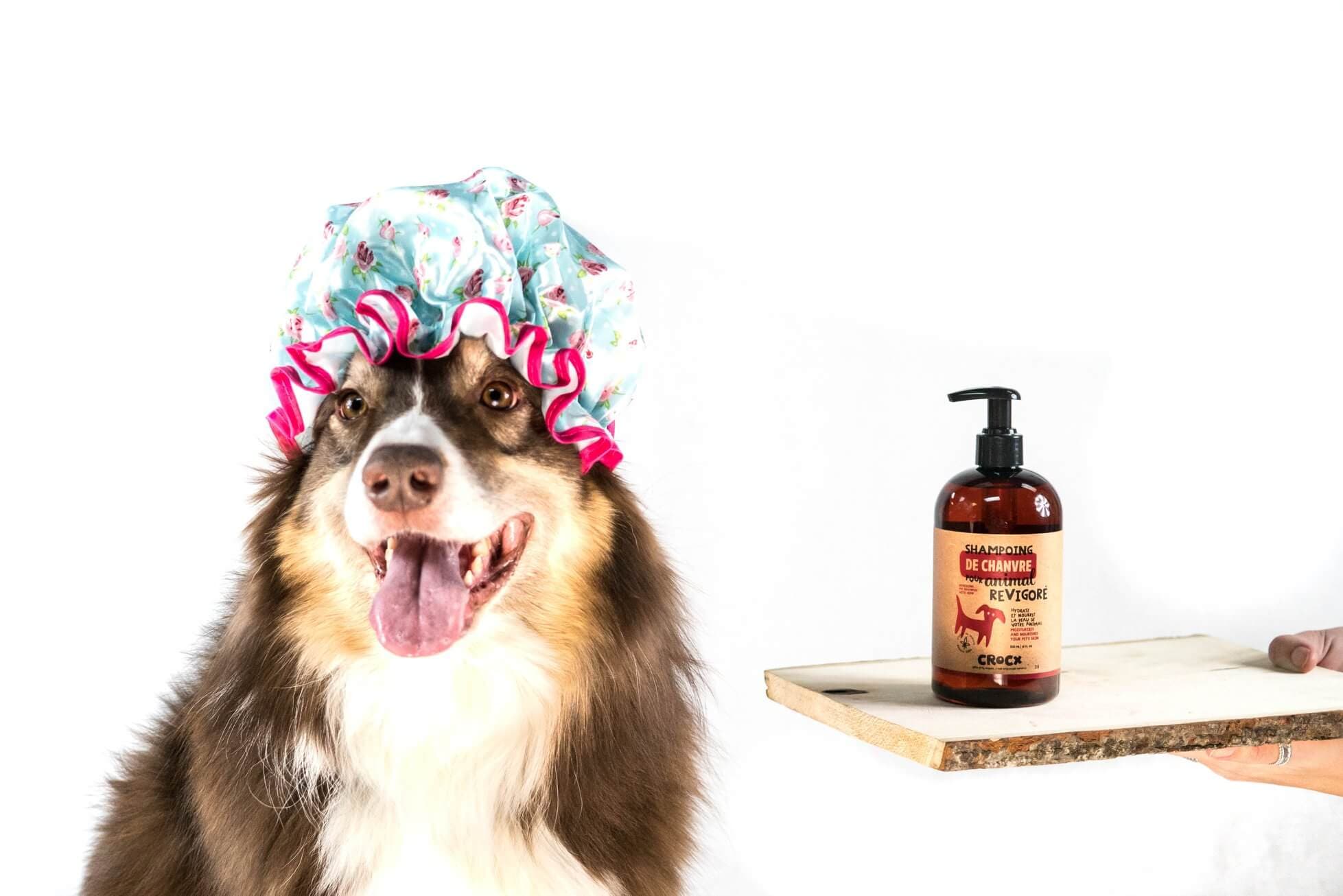 Du CBD pour les animaux?