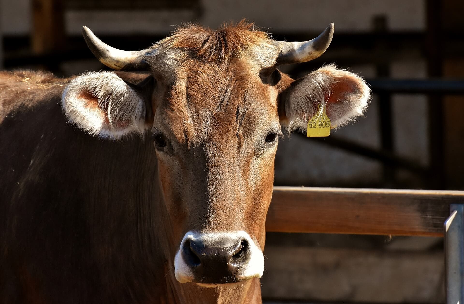 Abandonner les vaches en faveur du