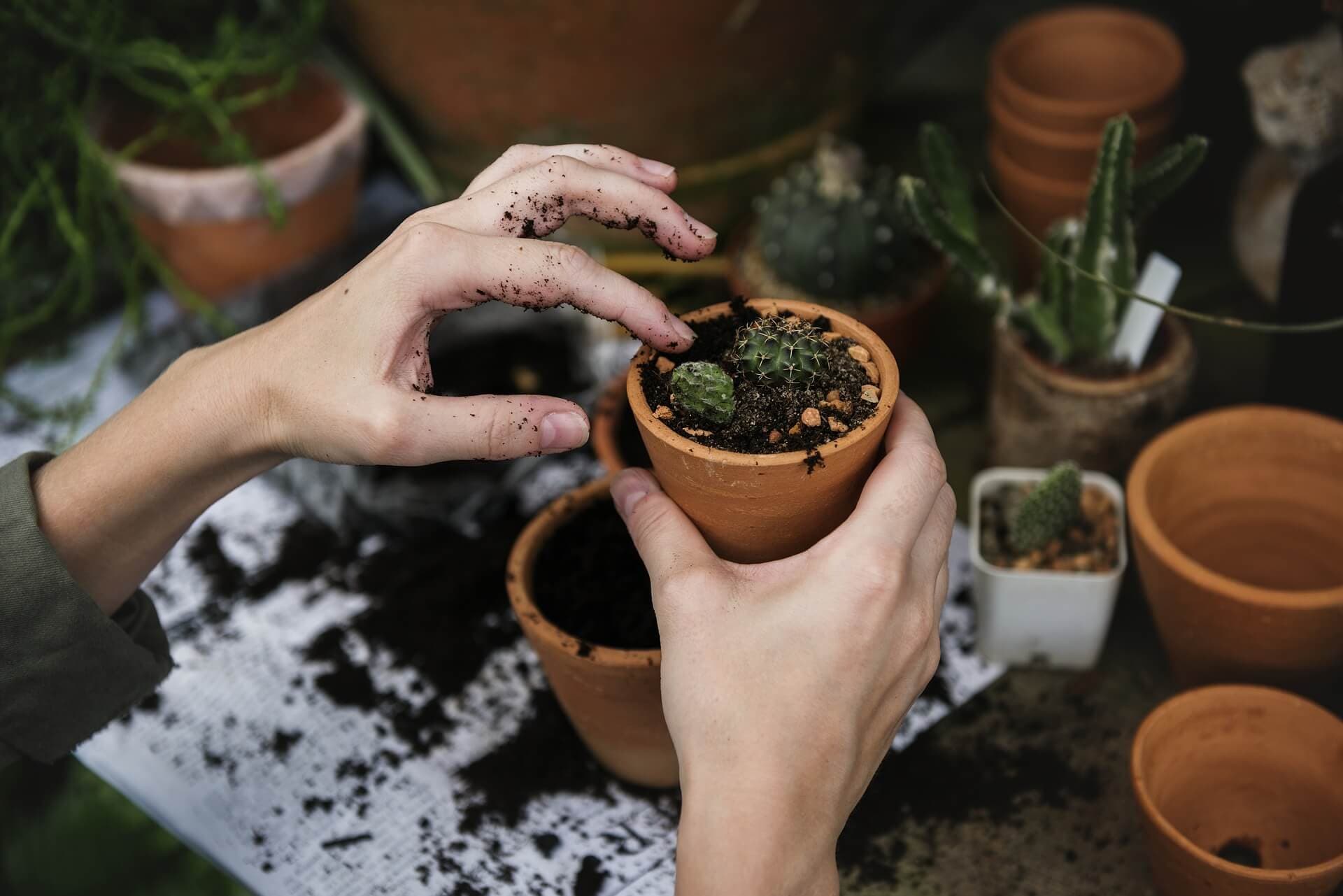 Le monde du jardinage s’adapte au cannabis