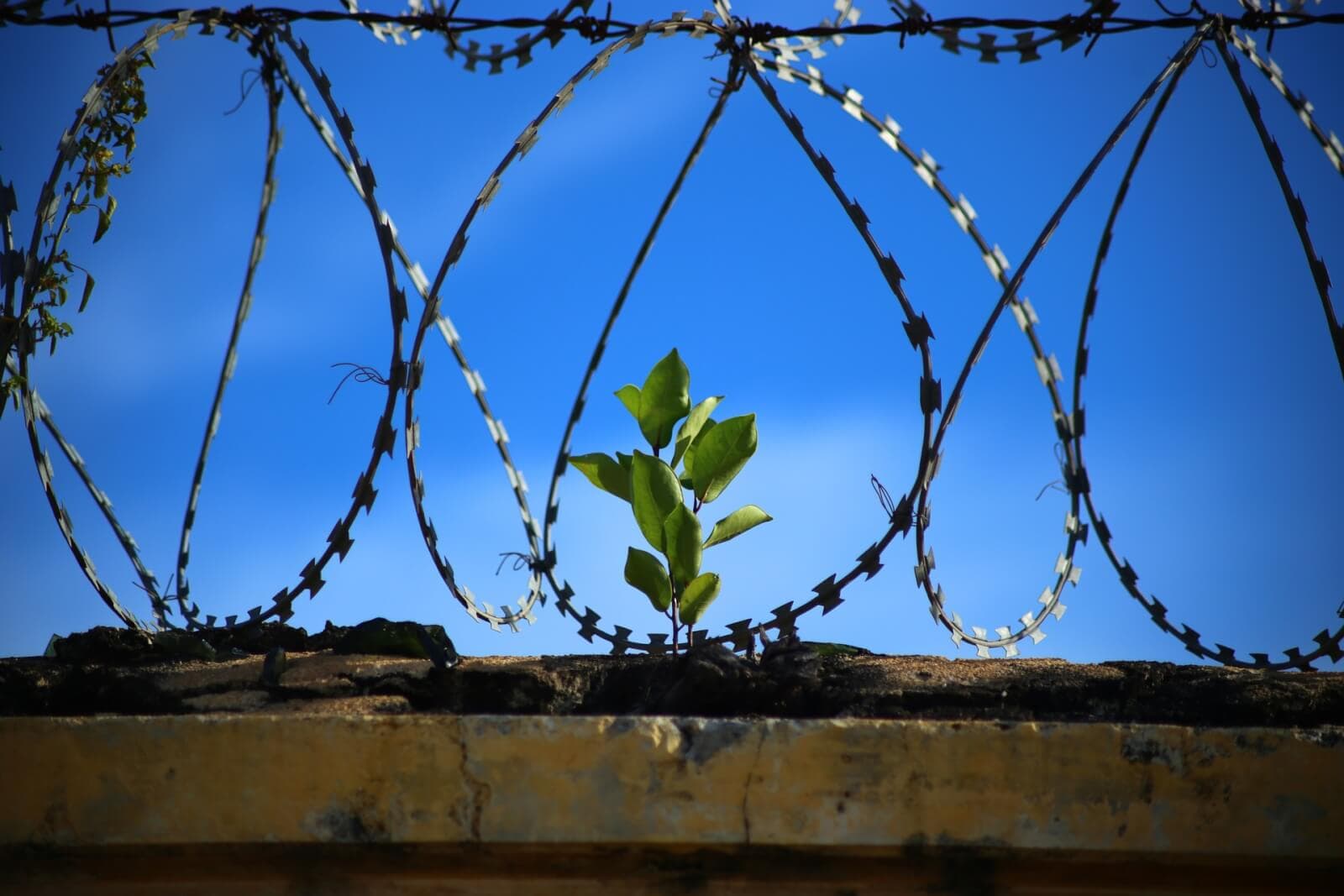 De la prison à la gloire!