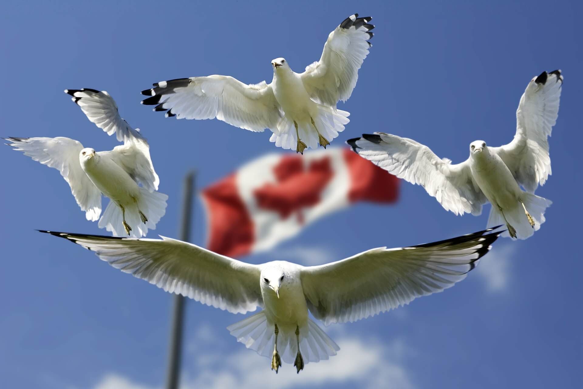 L’usage du cannabis en hausse au Canada