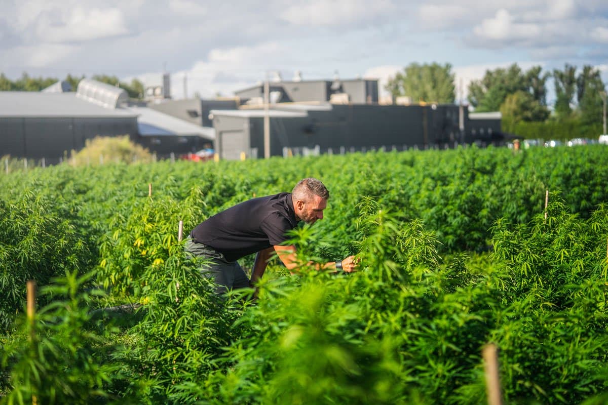 What is Hemp?