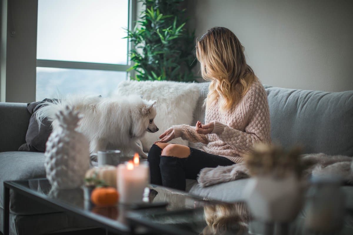 6 astuces pour réduire la perte de poils de vos animaux