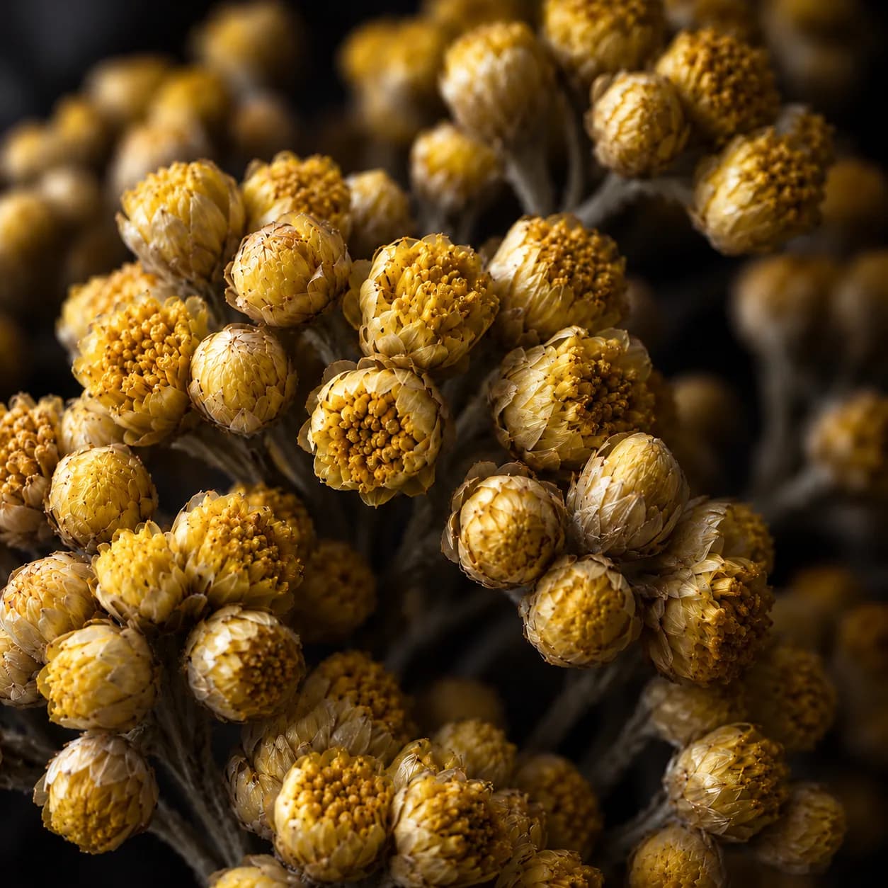Italian helichrysum
