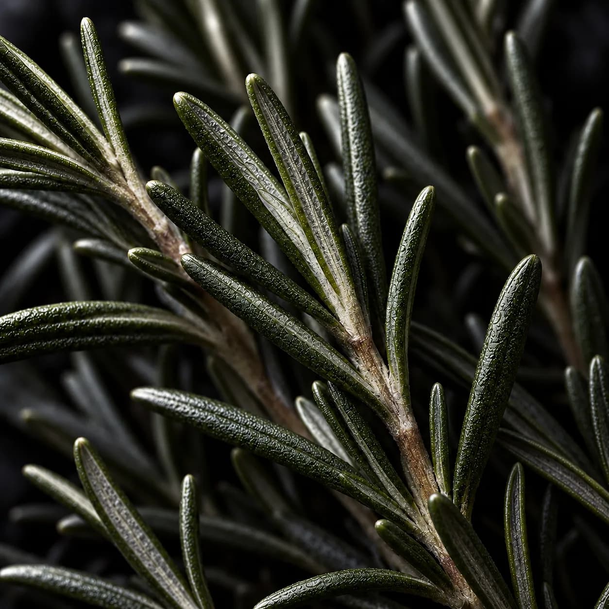 Rosemary